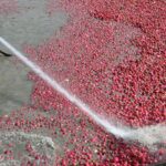 Zorlu mesaisi başladı! Rekolte düştü…