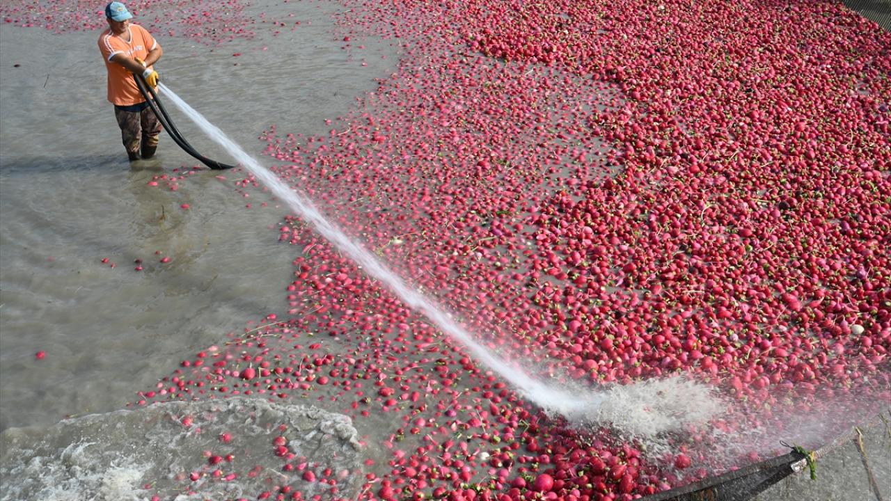 Zorlu mesaisi başladı! Rekolte düştü… Zorlu mesaisi başladı! Rekolte düştü…