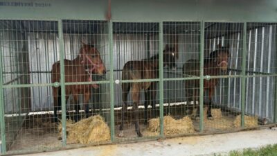 At eti kesimi yapılan kaçak işletmeye baskın