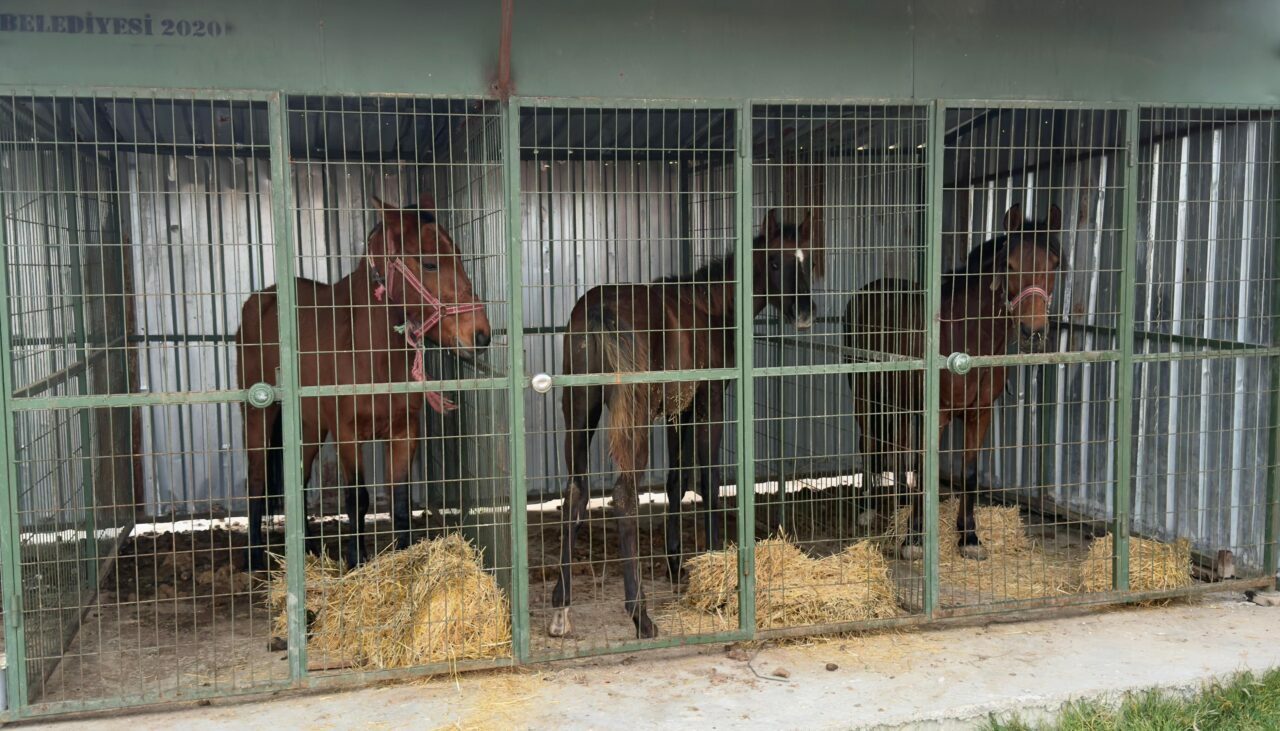 At eti kesimi yapılan kaçak işletmeye baskın At eti kesimi yapılan kaçak işletmeye baskın