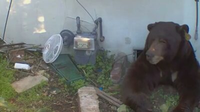 Evinin altından 200 kiloluk ayı çıktı