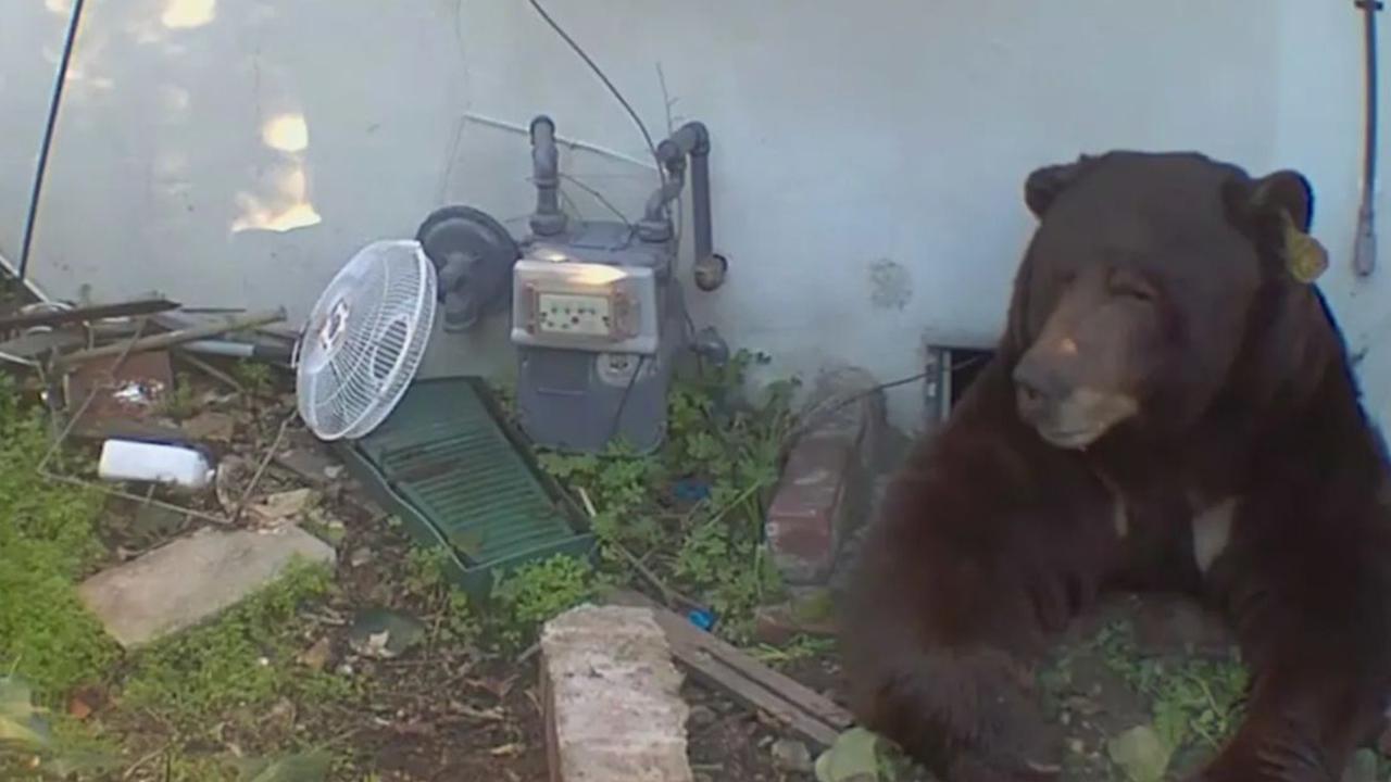 Evinin altından 200 kiloluk ayı çıktı