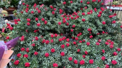 Bursalıların yeni yıl öncesi gözdesi! Elinizi çabuk tutun bir hafta sonra fiyatı 350 liraya çıkacak