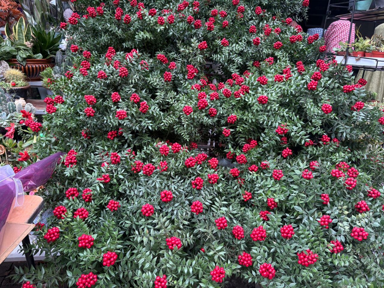 Bursalıların yeni yıl öncesi gözdesi! Elinizi çabuk tutun bir hafta sonra fiyatı 350 liraya çıkacak Bursalıların yeni yıl öncesi gözdesi! Elinizi çabuk tutun bir hafta sonra fiyatı 350 liraya çıkacak