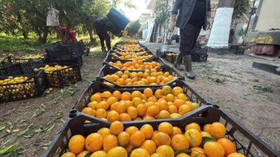 Bahçede 15, manavda 100 lira