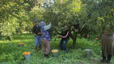 Bahçede 15, manavda 100 lira