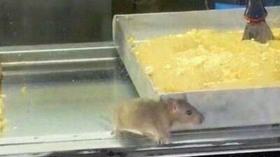 Börekçide iğrenç görüntü! Fare cirit atıyor