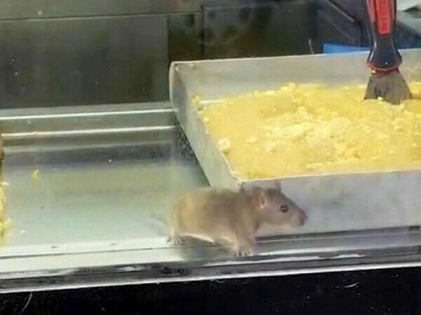 Börekçide iğrenç görüntü! Fare cirit atıyor