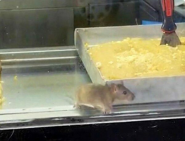 Börekçide iğrenç görüntü! Fare cirit atıyor