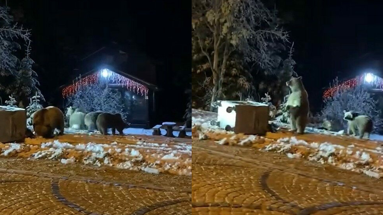 Bursa’da ayılara kar topu attılar Bursa’da ayılara kar topu attılar