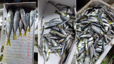 Bursa’da kasalarca istavrite el konuldu