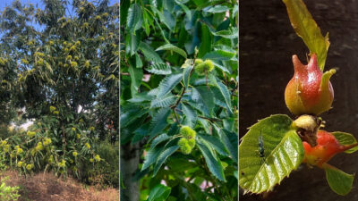 Bursa’da sevindiren gelişme! Yüzde 50 arttı
