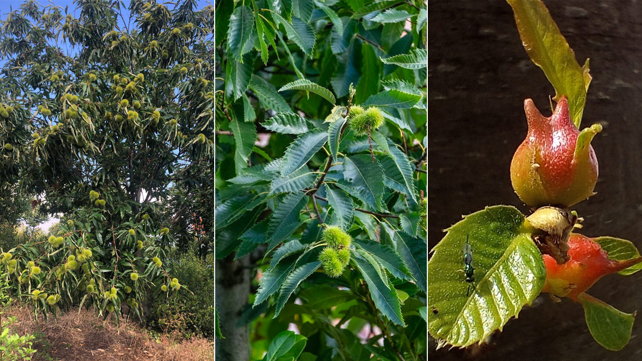 Bursa’da sevindiren gelişme! Yüzde 50 arttı Bursa’da sevindiren gelişme! Yüzde 50 arttı