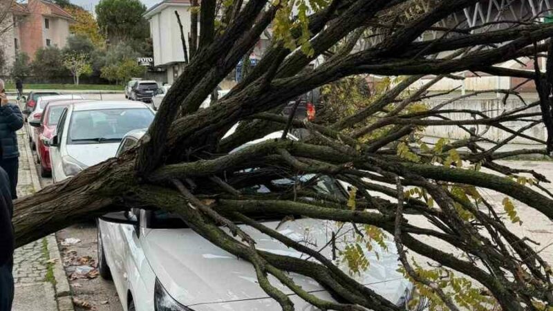 Bursa’da ağaç devrildi! Korku dolu anlar kamerada…