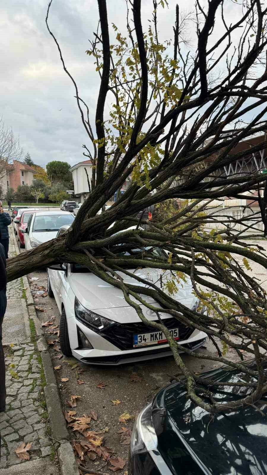 Bursa’da ağaç devrildi! Korku dolu anlar kamerada…