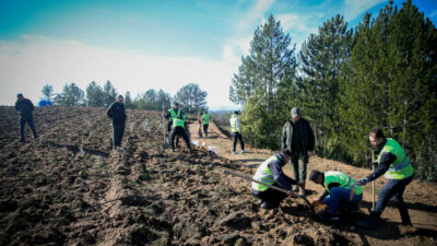 Bursa’ya yeni bal ormanı