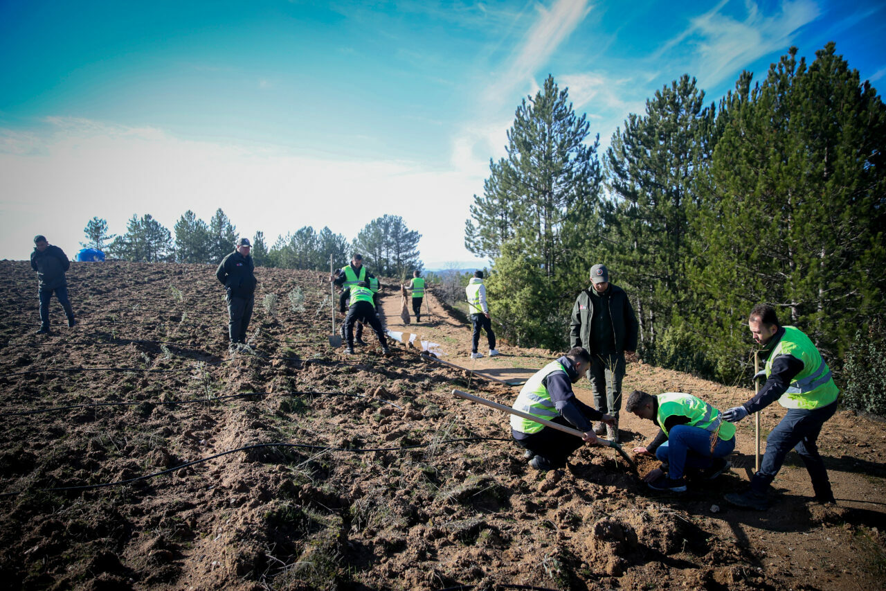 Bursa’ya yeni bal ormanı Bursa’ya yeni bal ormanı