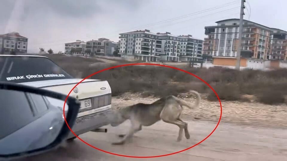 Bursa’da böyle vicdansızlık görülmedi!