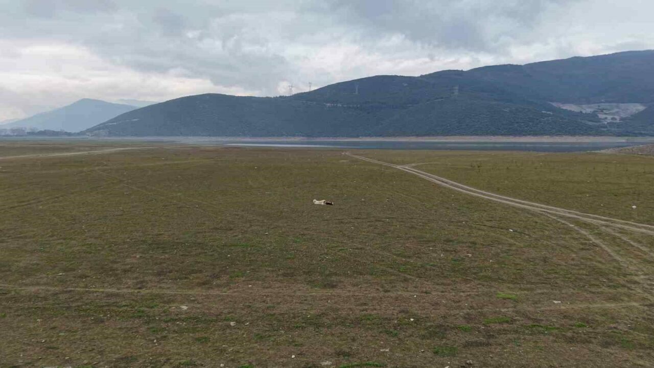 Bursa’da büyük tehlike! Yok oluyor…