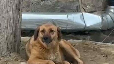 Bursa’da herkesi şaşırtan köpek: Ezan okununca bakın ne yaptı…