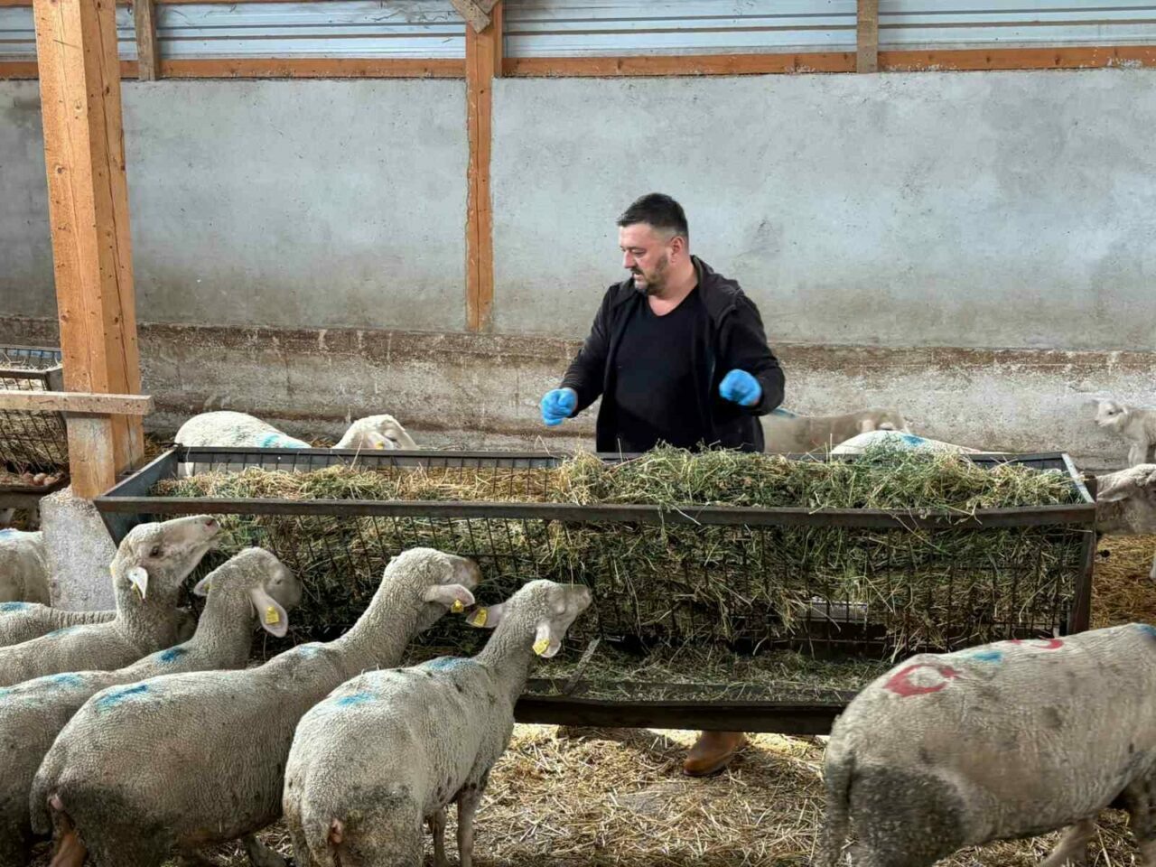 Bursa’da şap mağduru üreticilerden çağrı Bursa’da şap mağduru üreticilerden çağrı