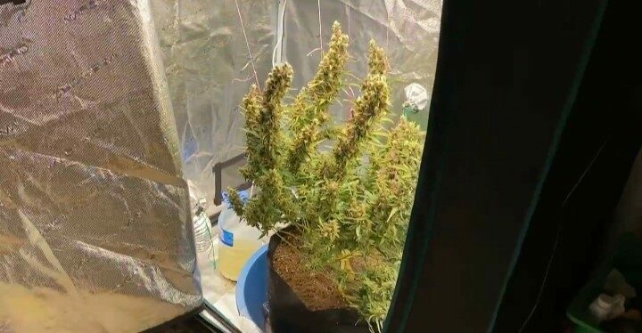 Bursa’da zehir tacirlerine darbe üstüne darbe