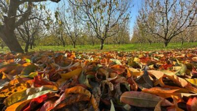 Bursa’nın yorgun bahçelerinden görsel şölen