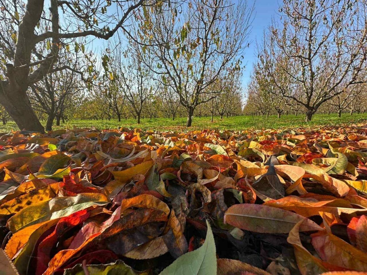 Bursa’nın yorgun bahçelerinden görsel şölen Bursa’nın yorgun bahçelerinden görsel şölen