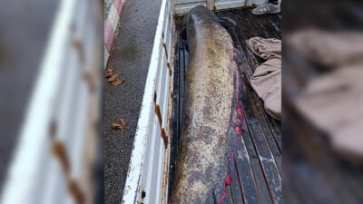 Bursa’da yakalanan dev balık görenleri şaşkına çevirdi