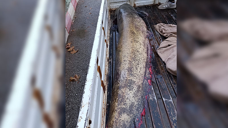 Bursa’da yakalanan dev balık görenleri şaşkına çevirdi Bursa’da yakalanan dev balık görenleri şaşkına çevirdi