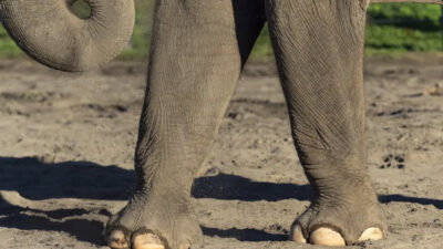 Filler köye saldırdı: 4 ölü