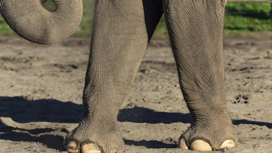 Filler köye saldırdı: 4 ölü Filler köye saldırdı: 4 ölü