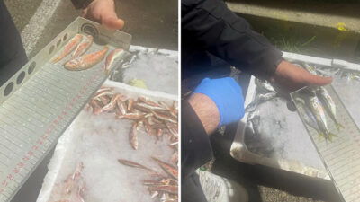 Bursa Balık Hali mercek altında