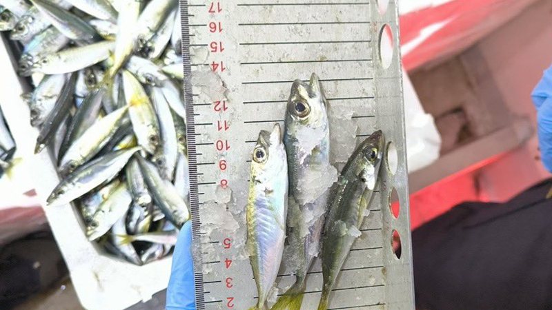 Bursa’da kaçak avlanan balıklara el konuldu