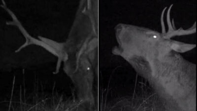 Bursa’da gecenin sessizliğini böyle bozdu!