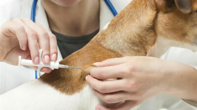 Evcil hayvanı olanlar dikkat! Bugün son gün!