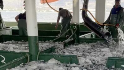 Hamsi bolluğu! Tesislerinde, kamyonlarda yer kalmadı