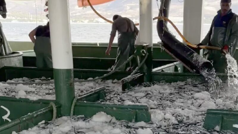 Hamsi bolluğu! Tesislerinde, kamyonlarda yer kalmadı Hamsi bolluğu! Tesislerinde, kamyonlarda yer kalmadı