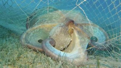 Bakanlık açıkladı: 420 milyon metrekare alan tarandı