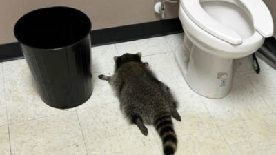 Film gibi ama gerçek! Sarhoş rakun banyoda sızıp kaldı