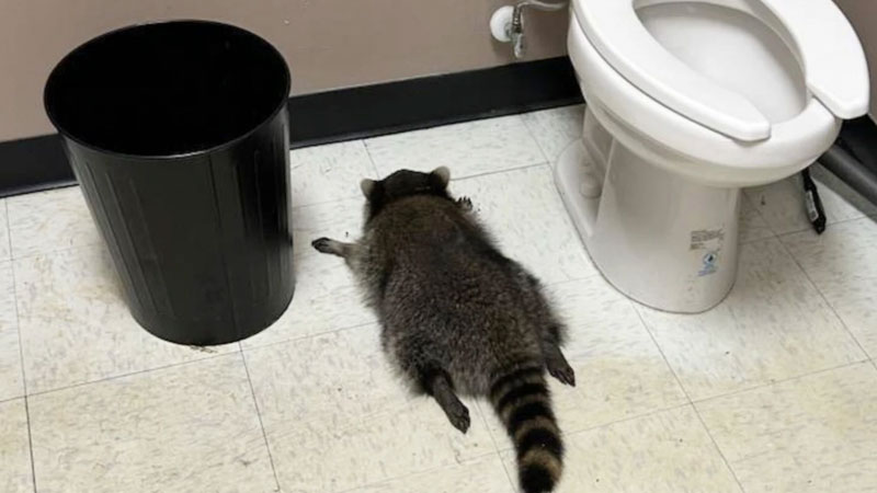 Film gibi ama gerçek! Sarhoş rakun banyoda sızıp kaldı Film gibi ama gerçek! Sarhoş rakun banyoda sızıp kaldı