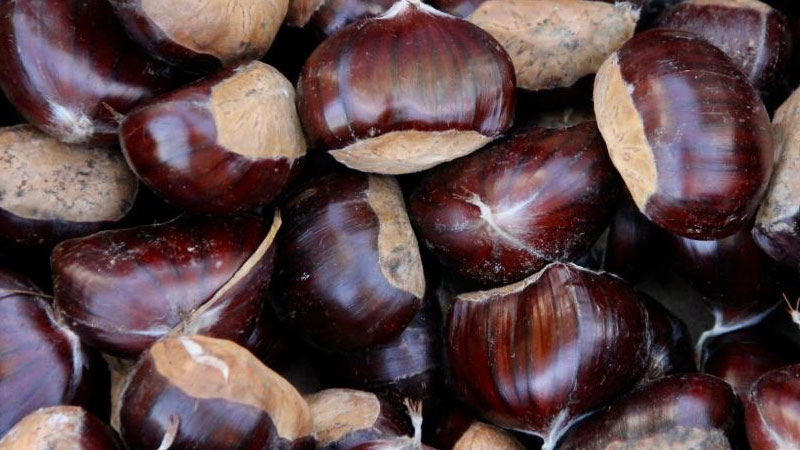 Bursa’nın gastronomik imzası için düğmeye basıldı! Bursa’nın gastronomik imzası için düğmeye basıldı!