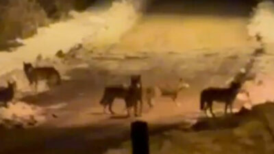 Kurt sürüsü ilçe merkezine indi