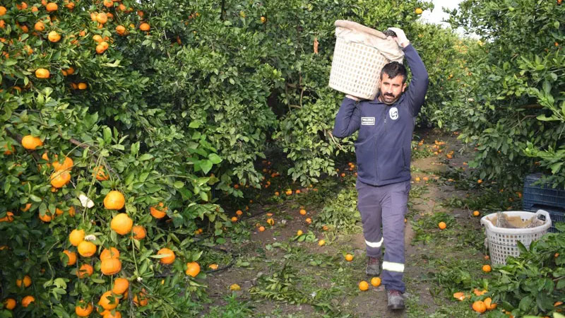 320 ton mandalina bedava dağıtıldı 320 ton mandalina bedava dağıtıldı