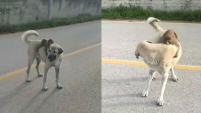 Bursa’da ilginç görüntü! Sırtında maymun gezdiren köpek…