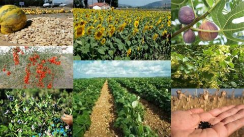 Bursa’da Tarım Şenliği başlıyor