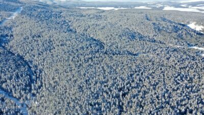 Sarıçam ormanlarından kartpostallık manzaralar