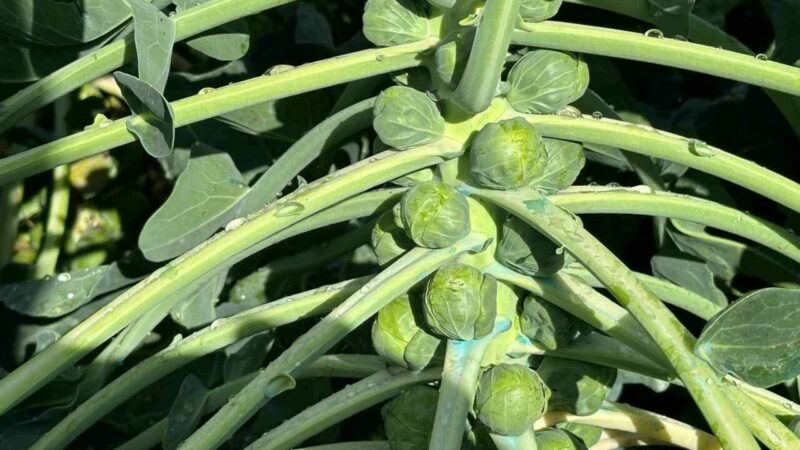 Şifa deposunun kaynağı Bursa’da! Dünyaya buradan gidiyor…