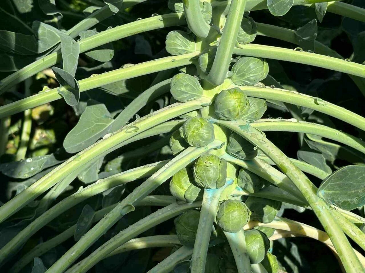 Şifa deposunun kaynağı Bursa’da! Dünyaya buradan gidiyor… Şifa deposunun kaynağı Bursa’da! Dünyaya buradan gidiyor…