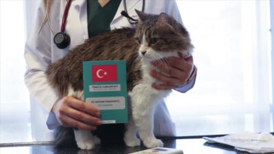 Evcil hayvan sahipleri için son gün 31 Aralık! Yaptırmayanlara para cezası var